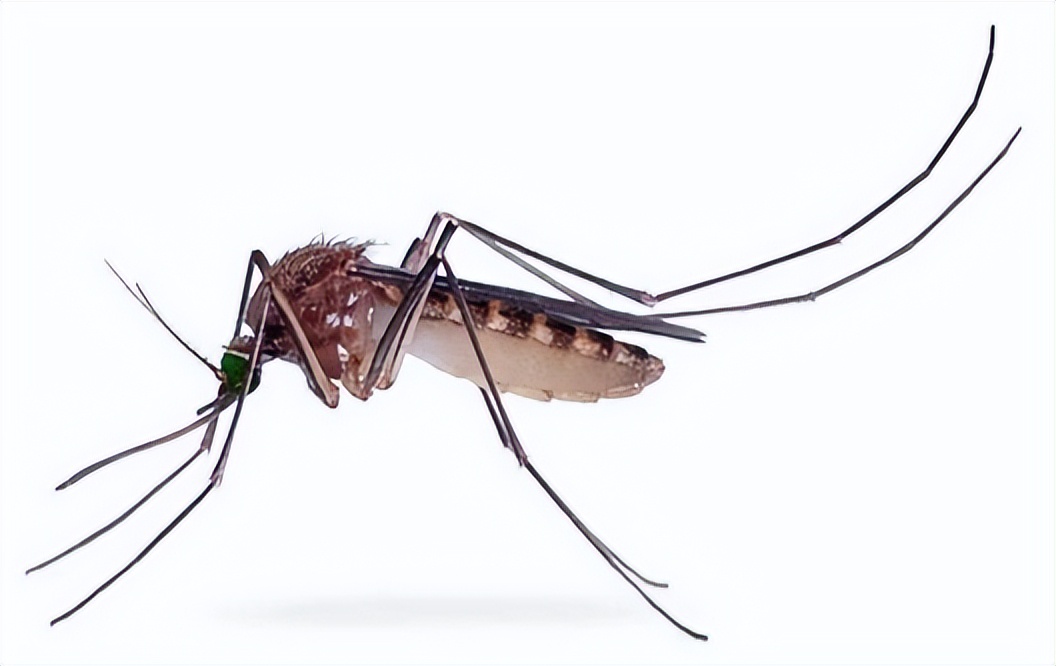 消灭蚊子有什么新方法,有什么方法可以彻底消灭蚊子