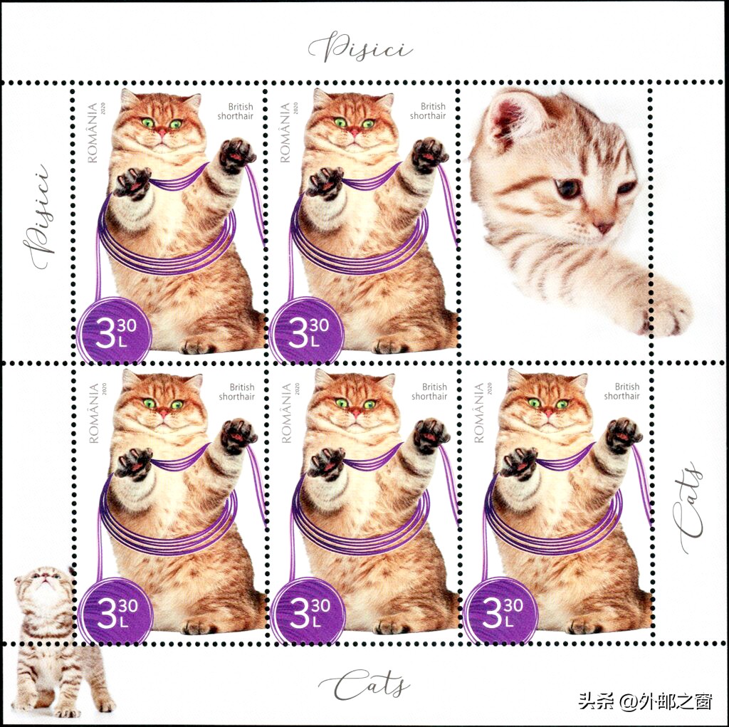 听说过吗?这些猫为邮局打工,还发工资!