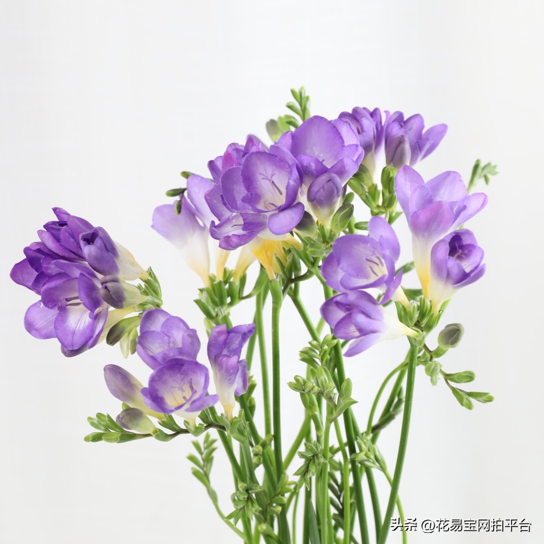 女神节快到了，哪些花材值得备货？内含优质卖家推荐！