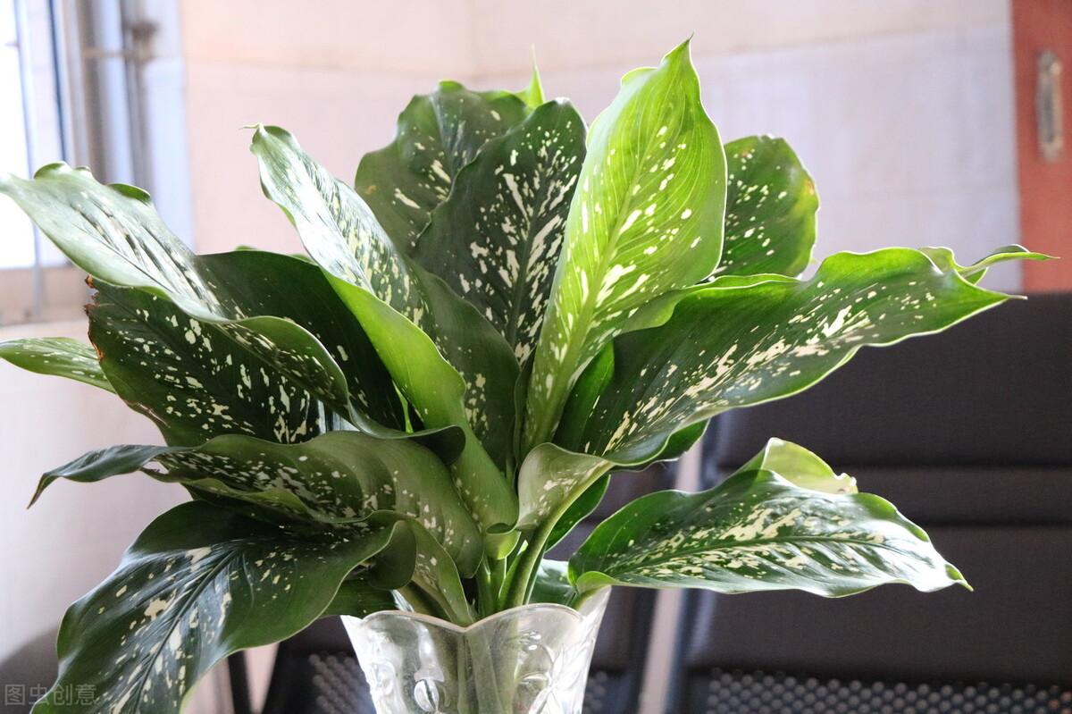 太实用了！45种常见植物养殖方法大全