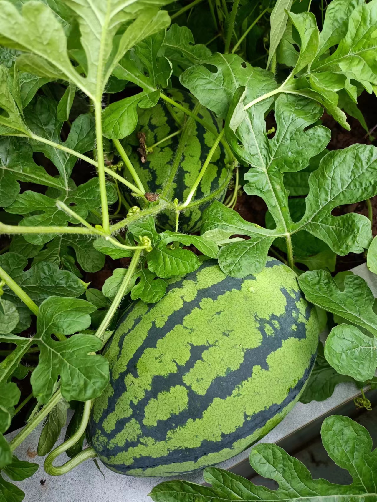 西瓜叶子卷缩的原因和有效处理方案