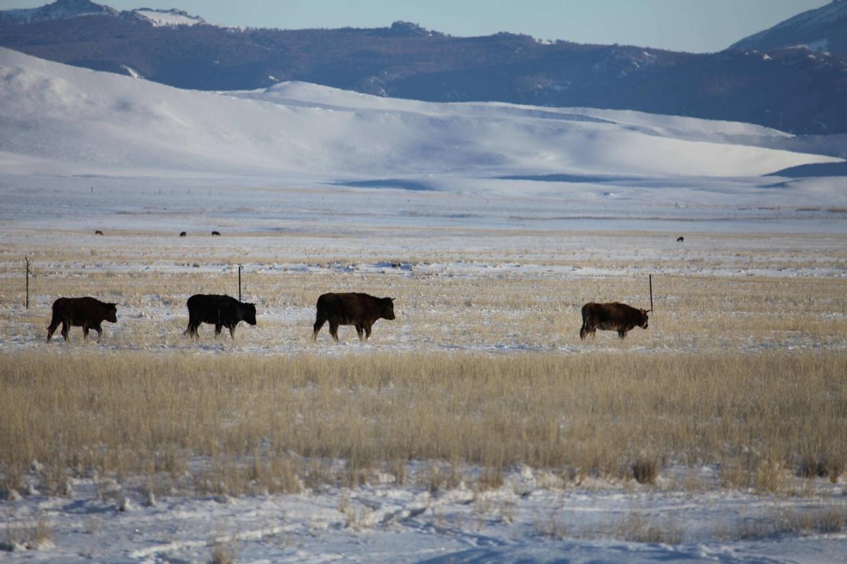 锡林河的鱼——科尔沁的少年，猎杀白狐狸
