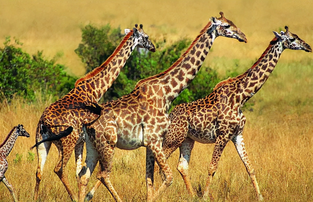 能杀了老虎的十大猛兽,可以杀死老虎的十大猛兽