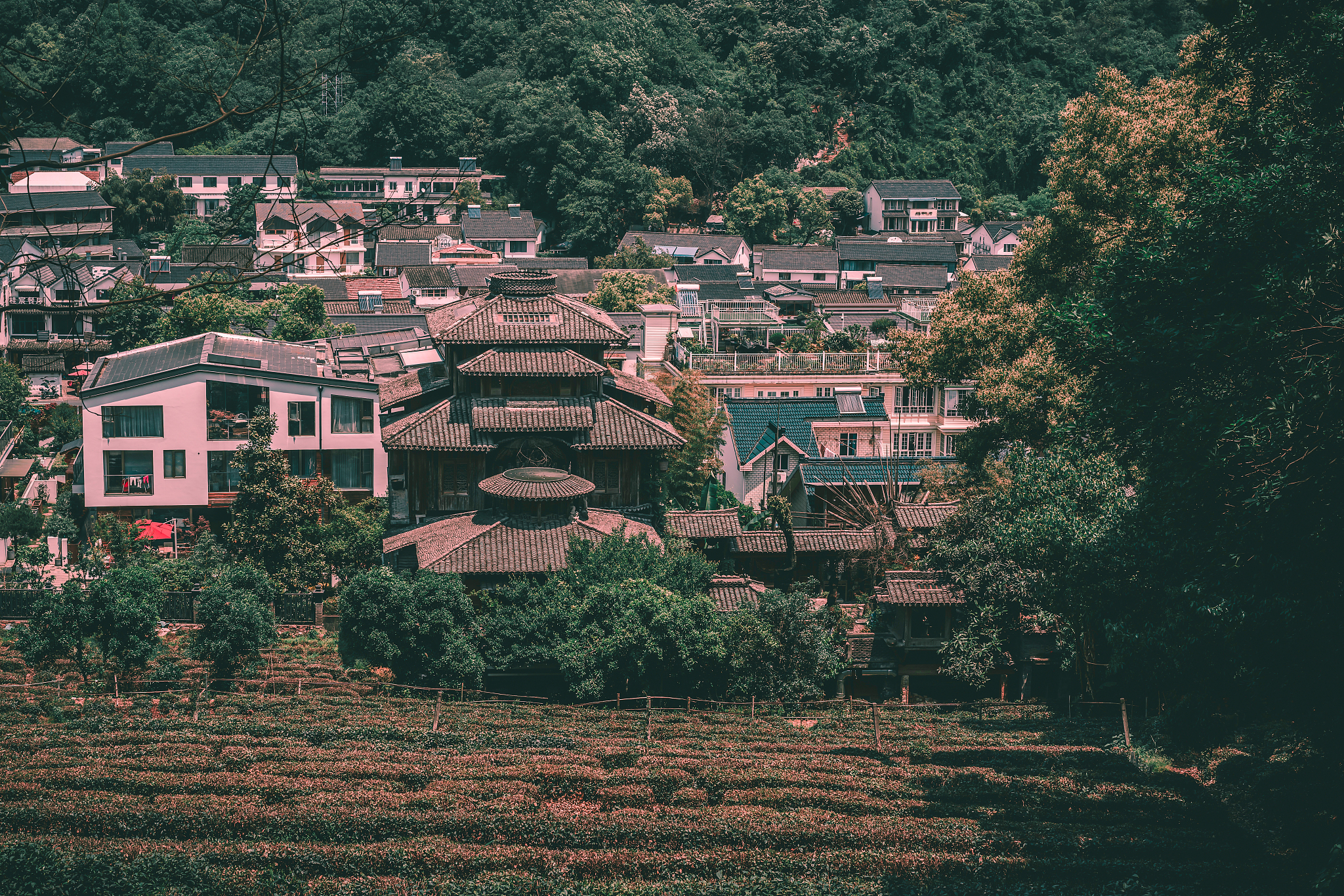 白茶泡茶的水温度多少最好,白茶温度多少泡茶比较好