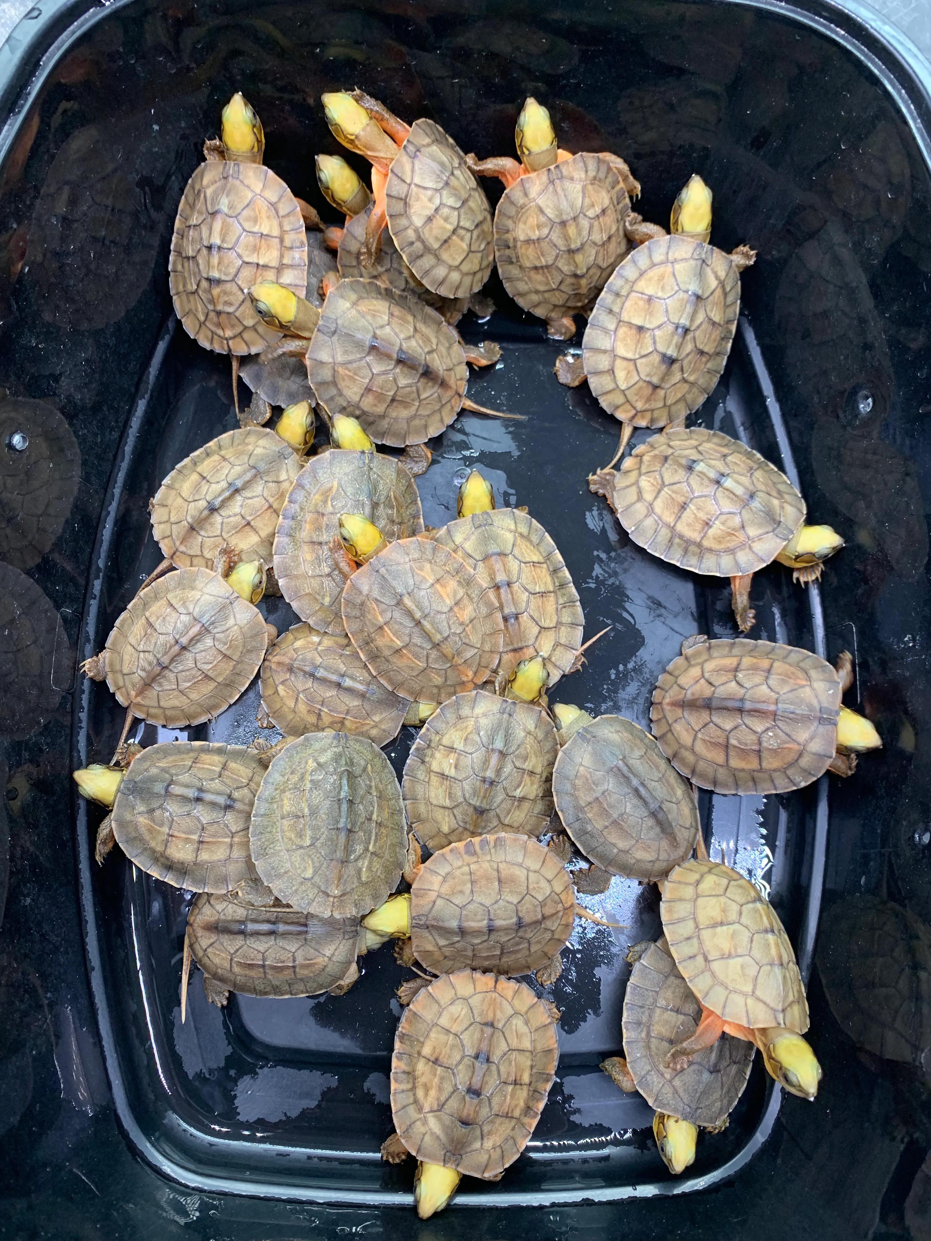 金钱龟养殖视频全过程播放,大的金钱龟怎么养殖