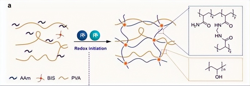 唾液酸与杜克雷嗜血杆菌周质结合蛋白之间相互作用的分子特征