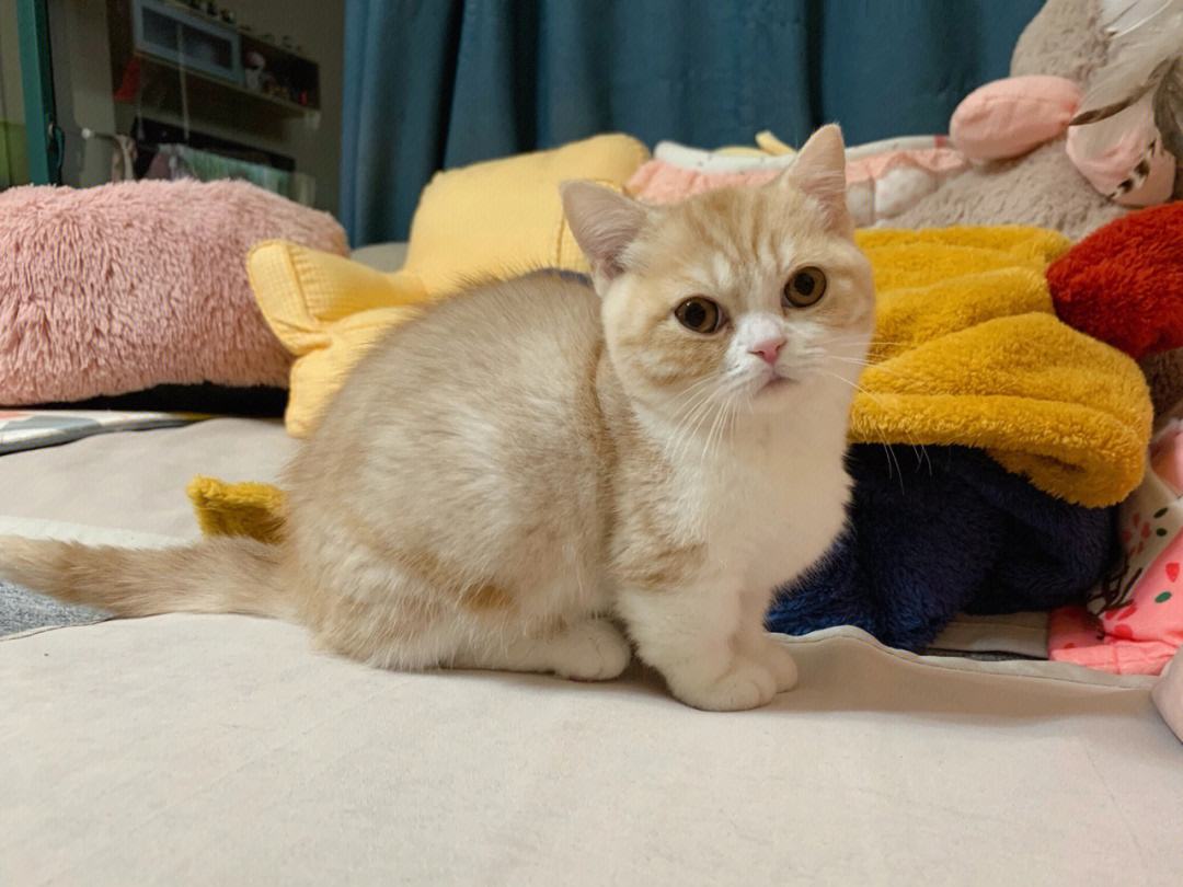 养了就想扔掉的狗,养的猫想扔了