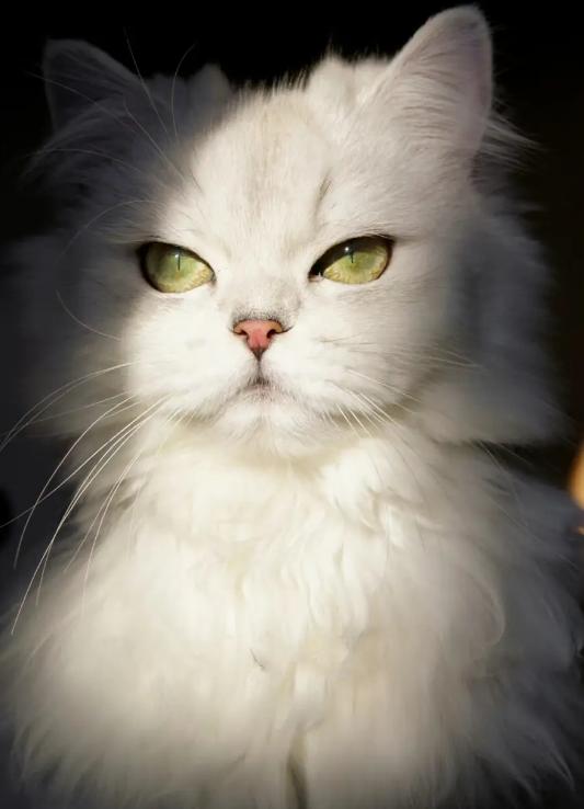 猫咪能不能吃火腿肠,猫咪不能吃的水果和蔬菜