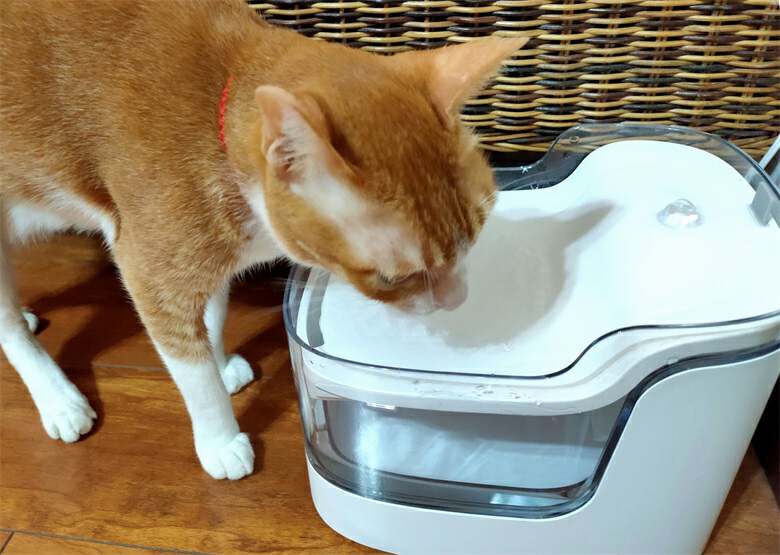 猫自动喂食器和饮水器评测,猫咪自动喂水喂食一体器智能恒温