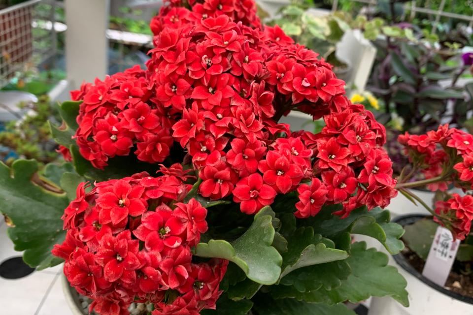 大红色重瓣玫瑰花品种,玫瑰红重瓣长寿花