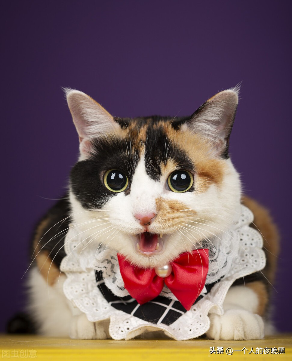 为什么说三花猫是猫中的颜值王者,三花猫为什么被称为最漂亮的猫