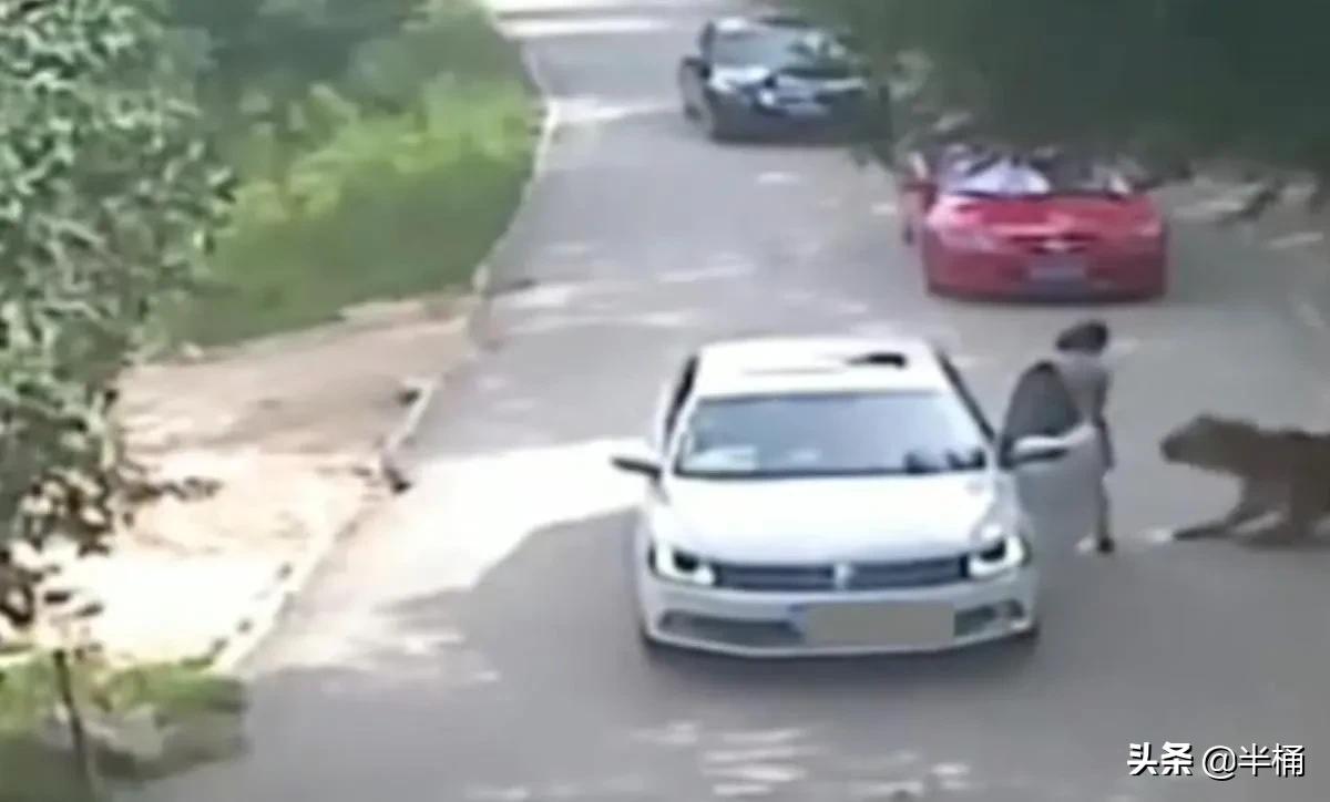 遇到老虎如何保命千万不要逃跑,在野外遇到老虎应该怎么自救