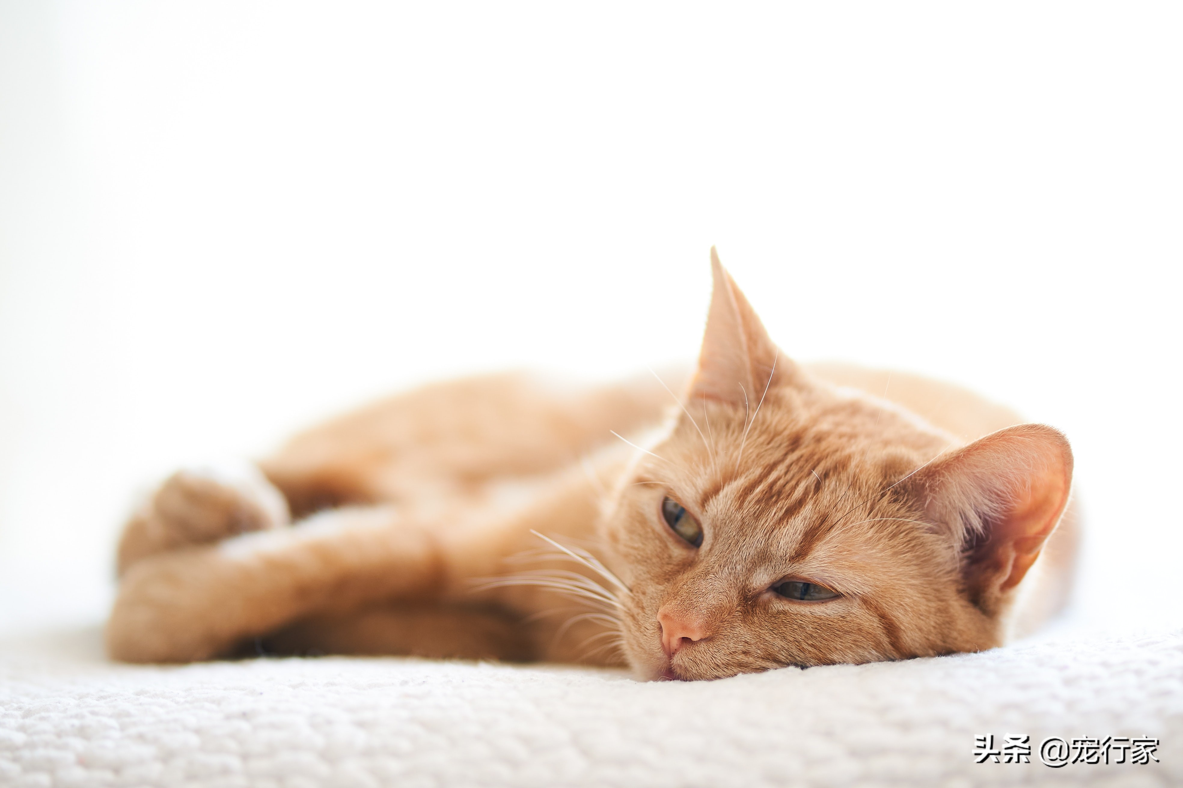 猫咪牙齿病怎么防治最好,猫的牙齿容易出什么问题