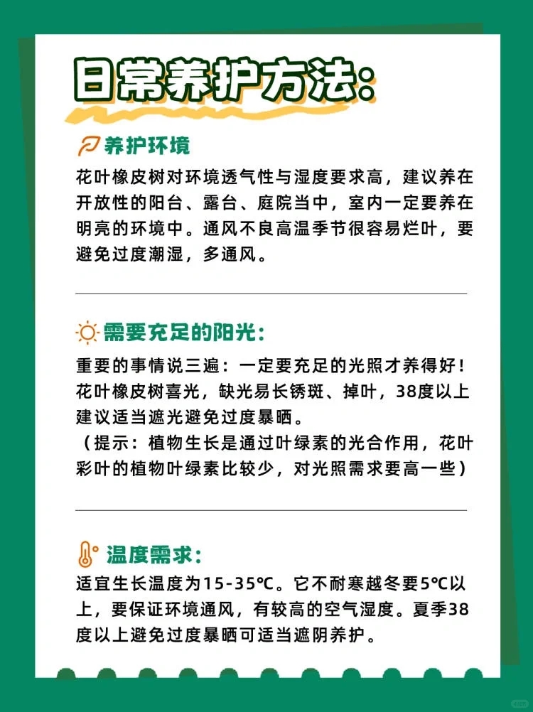 花叶橡皮树可以半阴养护吗,花叶橡皮树的养护方法