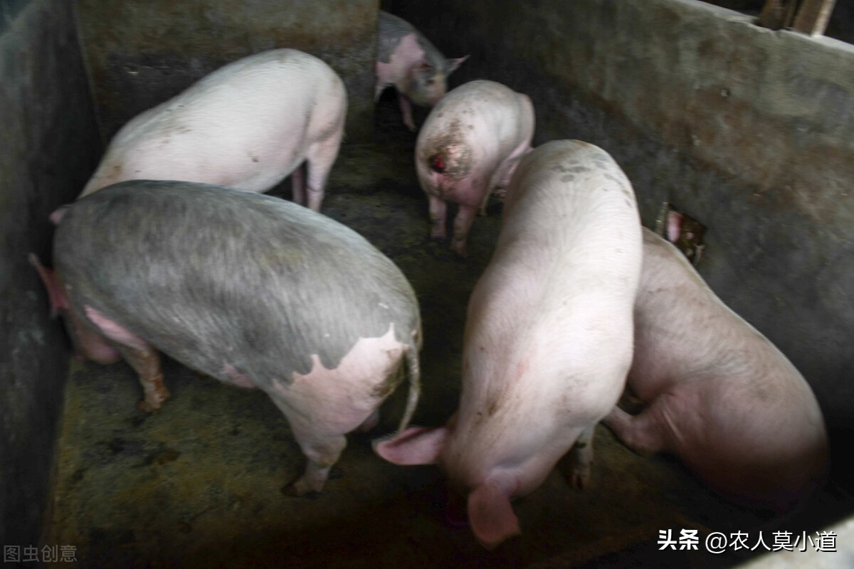 养牛养殖什么最好养,养牛怎么养殖最赚钱