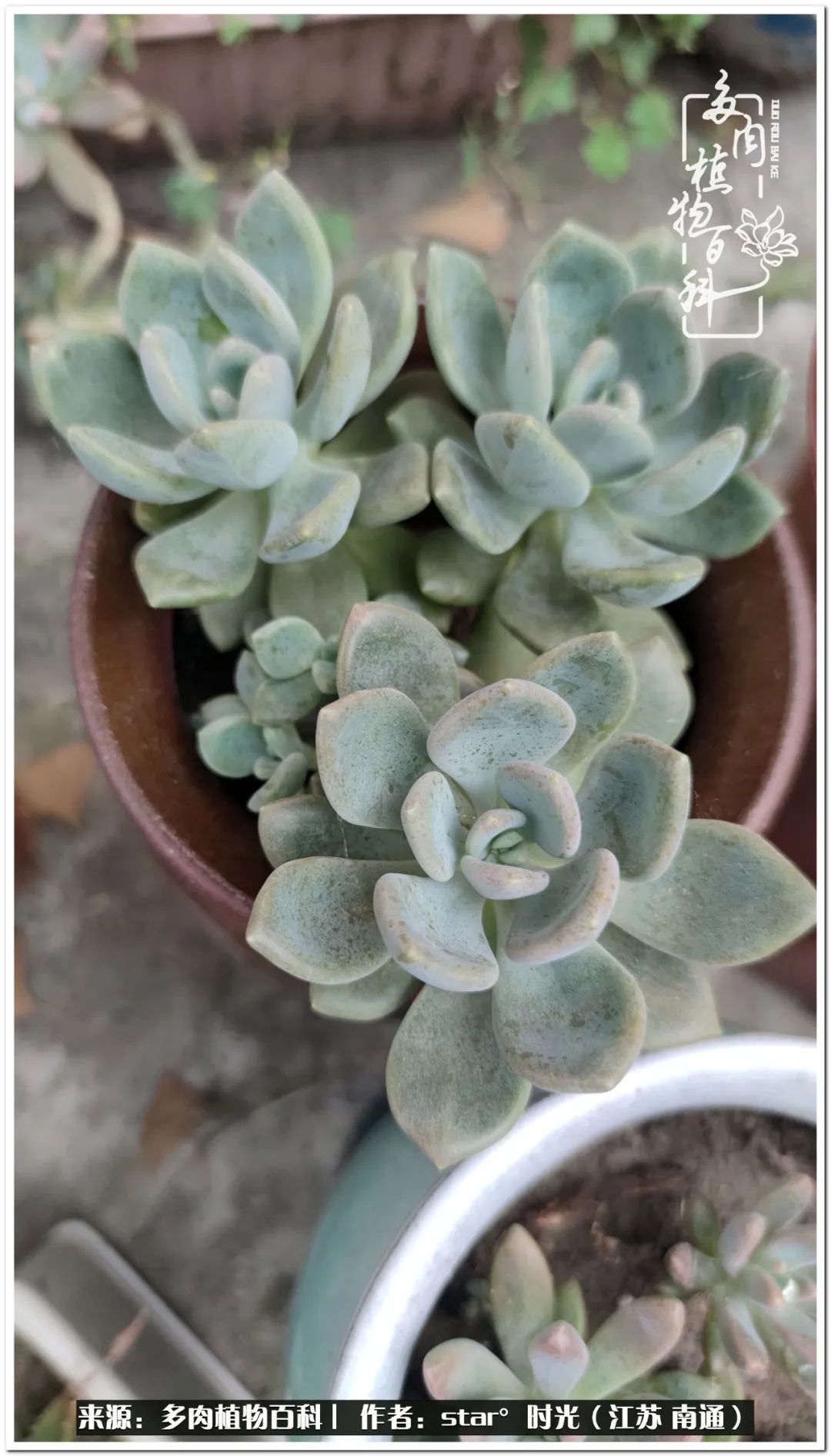 养花草怡心怡情,一棵多肉治愈心情