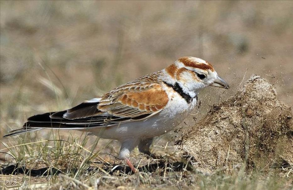 鸟儿大全高清图,高清珍稀鸟动态图片大全