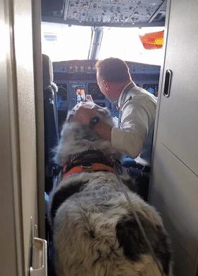 狗子坐飞机一秒钟被亲了八次，毛都快撸秃了…空姐：是不是轮到我