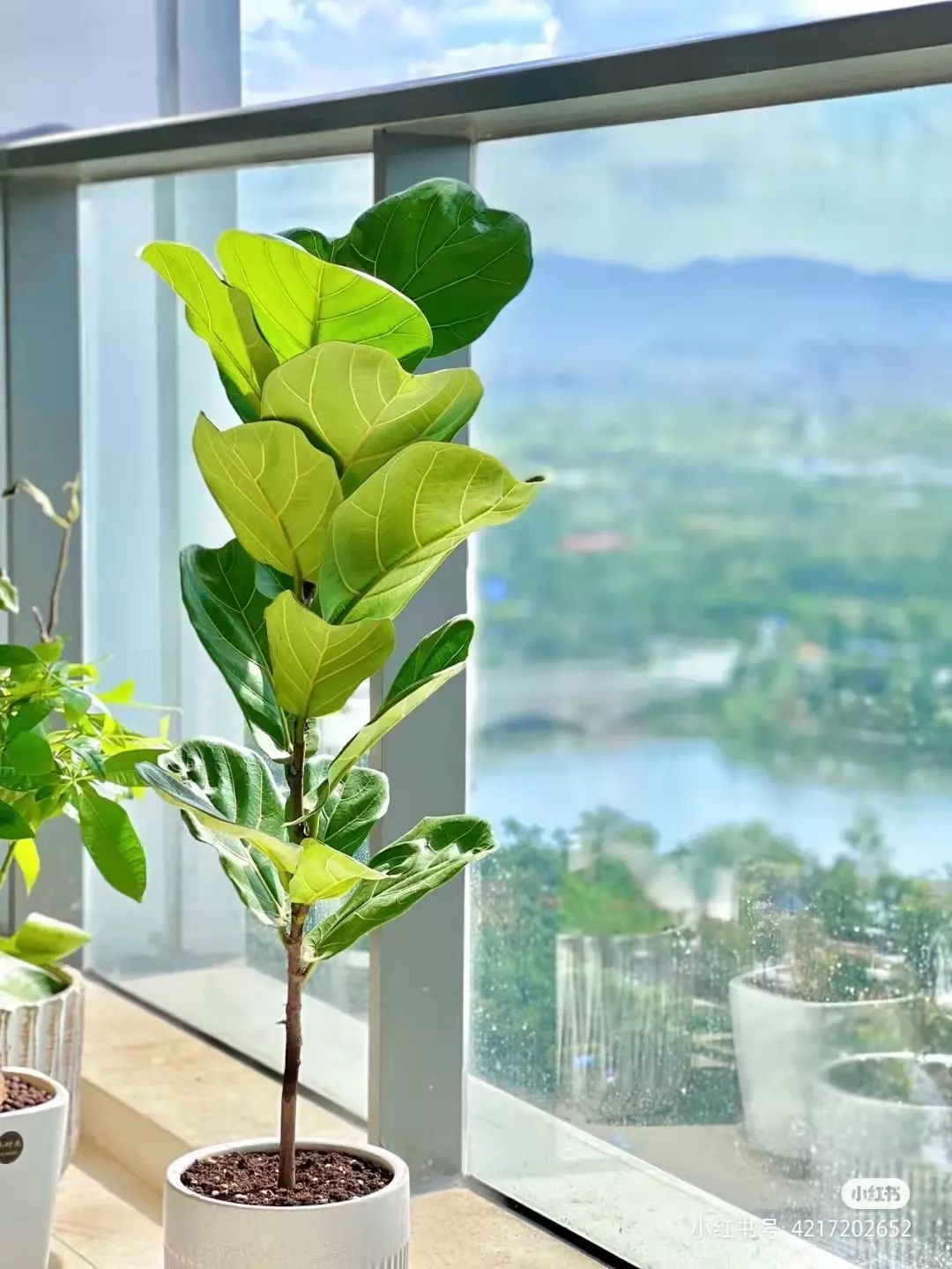 办公室必买的绿植,适合办公室的大型绿植大全