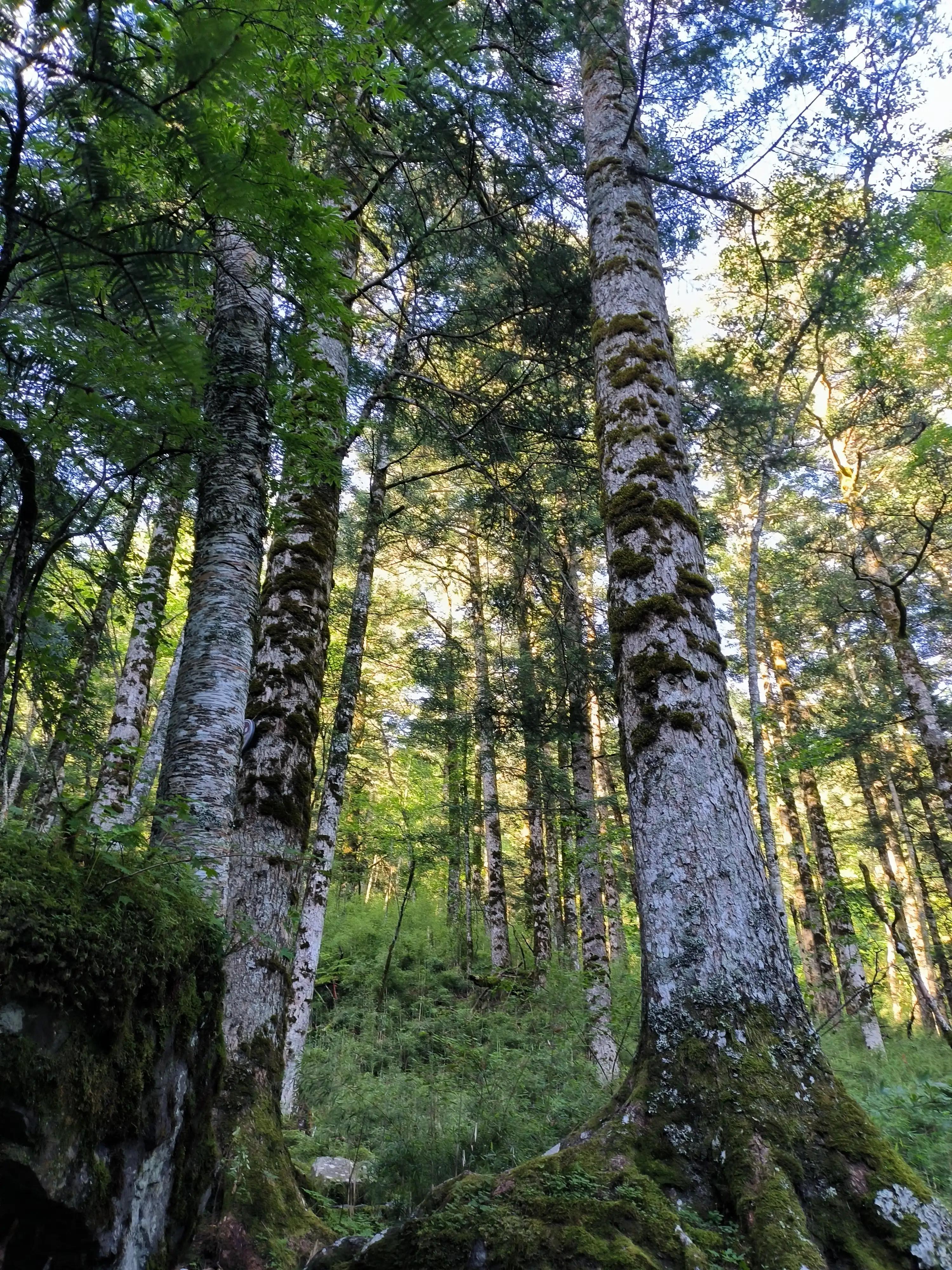 武汉到神农架高铁开通了吗,武汉到神农架汽车多长时间