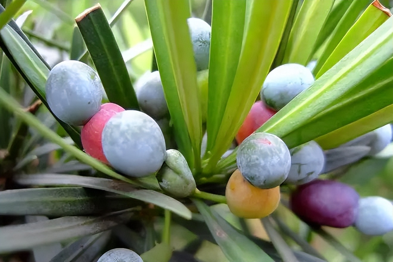 植物识别小口诀，总结的太全了！