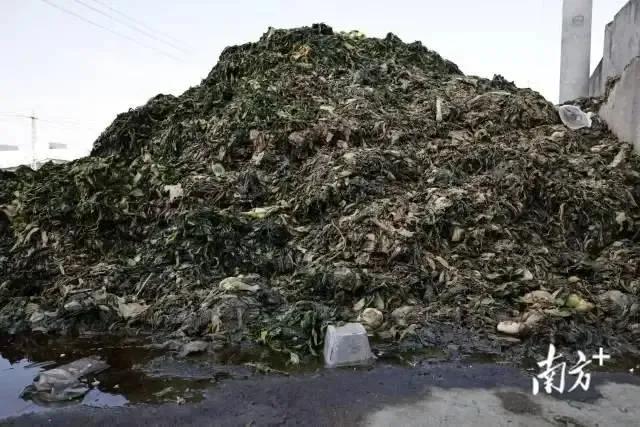 制作橄榄菜的原料图片,触目惊心买几瓶橄榄菜不敢吃