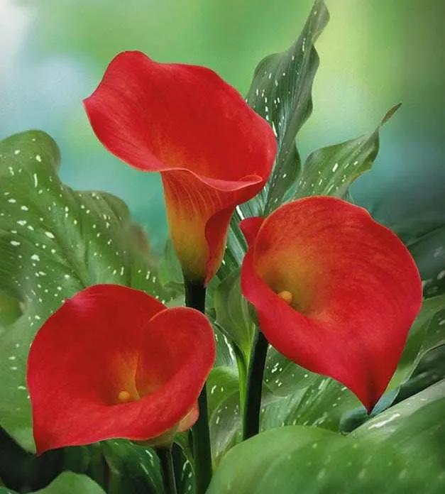 马蹄莲花开是什么样子,马蹄莲花开多少天