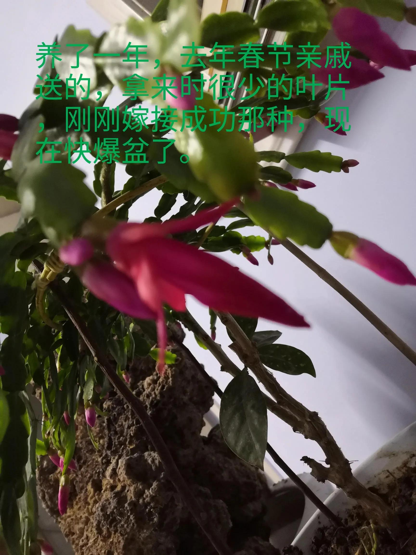 催人泪下的年关将至,年关将至既是结束又是开始