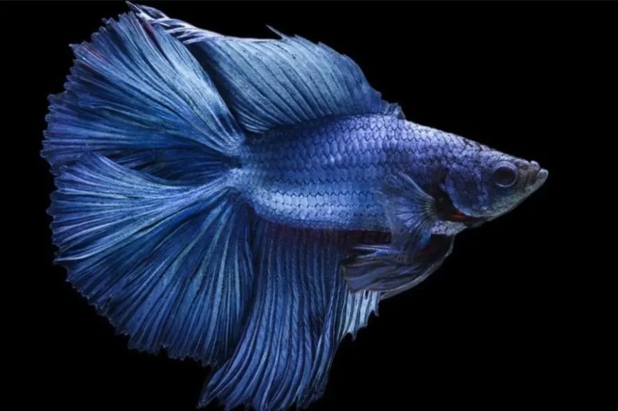 斗鱼新手入门攻略,斗鱼新手如何养