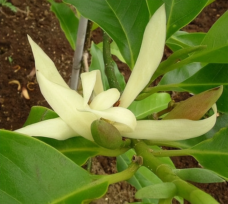 白兰花芽多影响长花苞怎么办,白兰花开花少