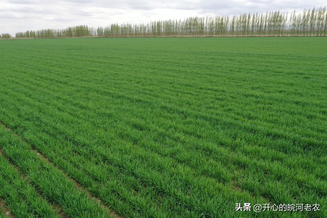 早稻晚稻油菜小麦种植模式,小麦油菜抗湿高产栽培