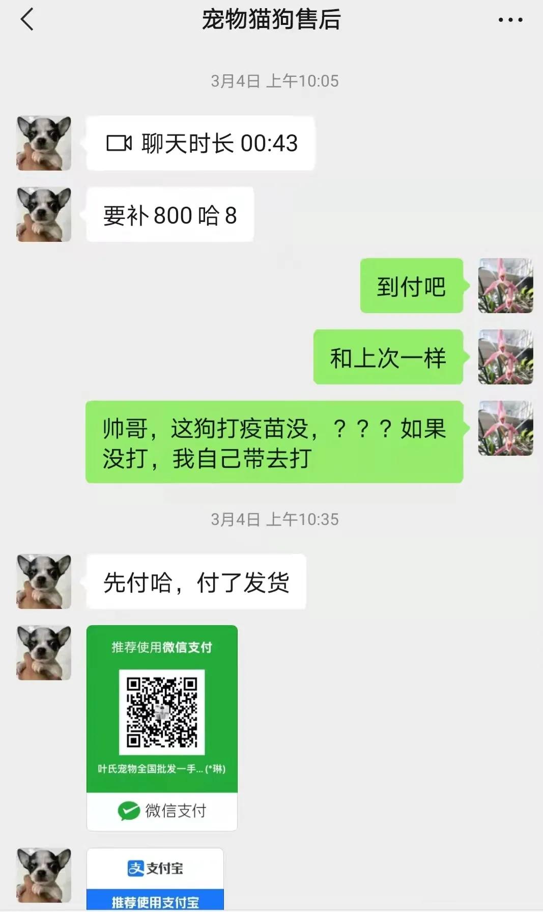 揭秘黑心宠物店卖的猫狗都不长命,曝光卖狗无良商家