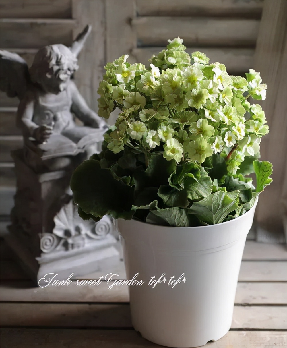 冬天在室内不怕冻的有哪些植物,冬季适合室内不怕冻的植物