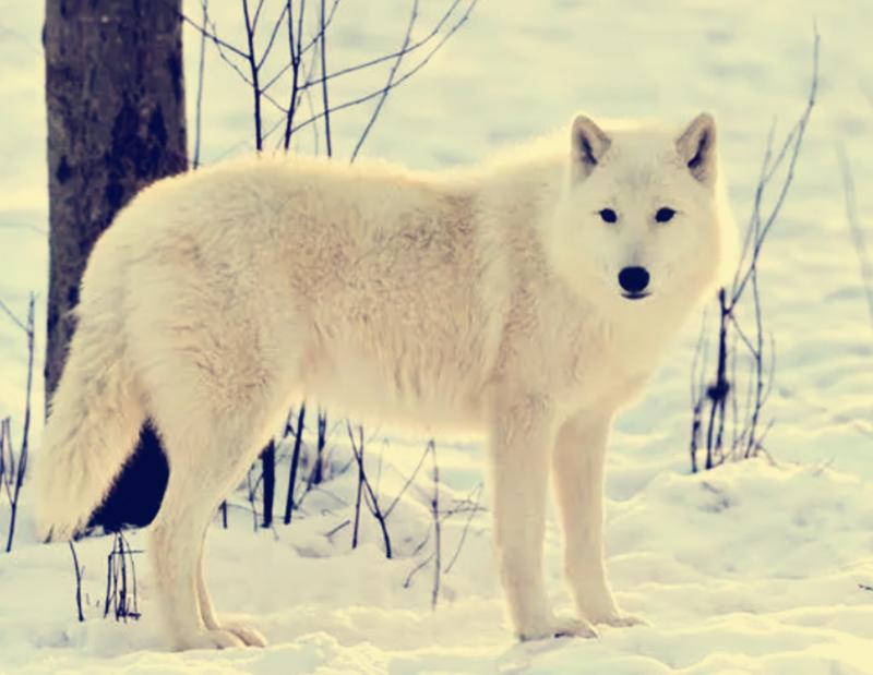 民间故事书生深山遇荒宅,民间故事秀才娶美妇