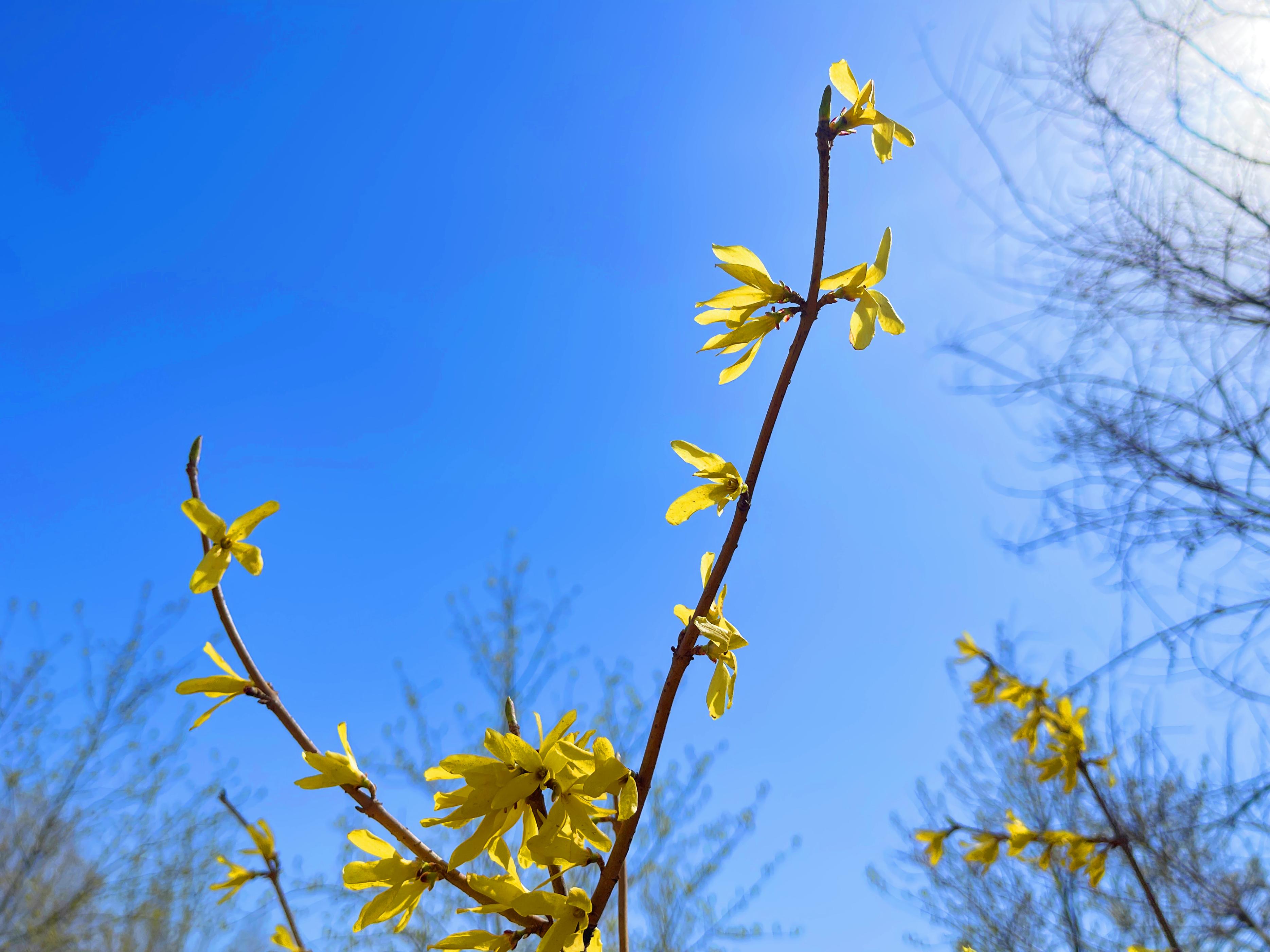 连翘花开春意浓,连翘枝头春意闹