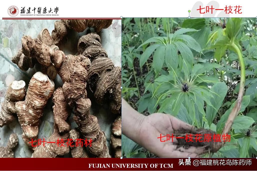 清热利湿中药饮片性味归经,性味咸寒清热凉血解毒的中药