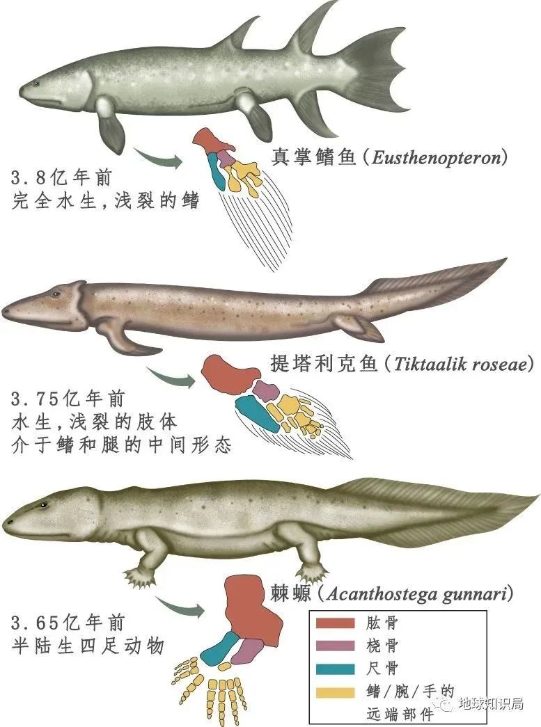 他们，做了一个违背祖宗的决定！|地球知识局