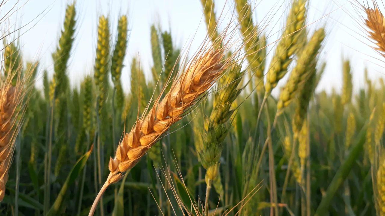 小麦收割机怎么高效作业,小麦收割机的正确操作