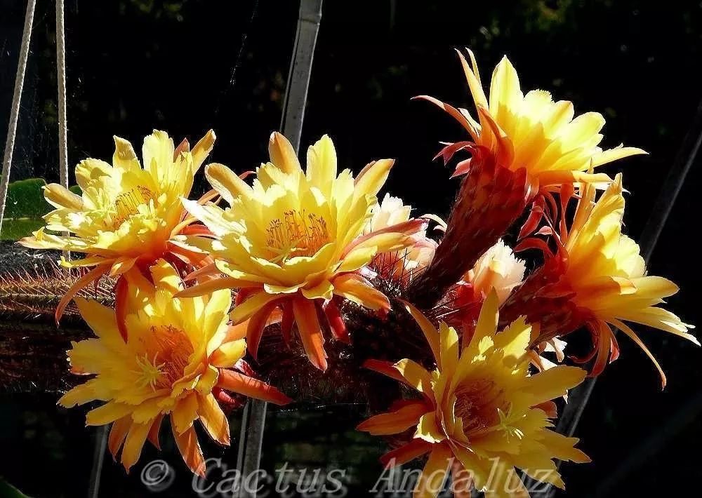 200种·仙人球开花图鉴，大开眼界，美到爆