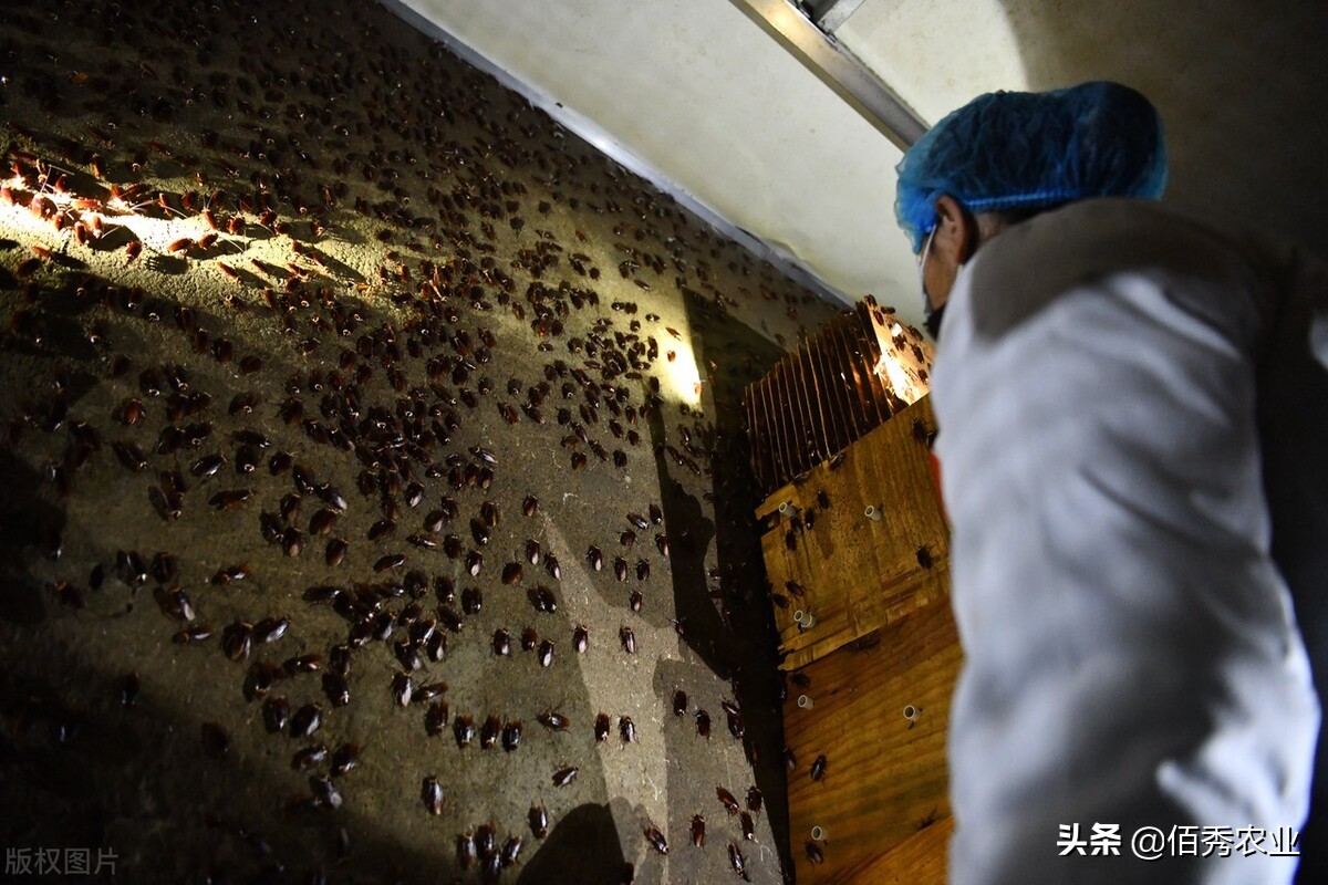 养殖蟑螂是不是骗局,养殖蟑螂靠谱吗