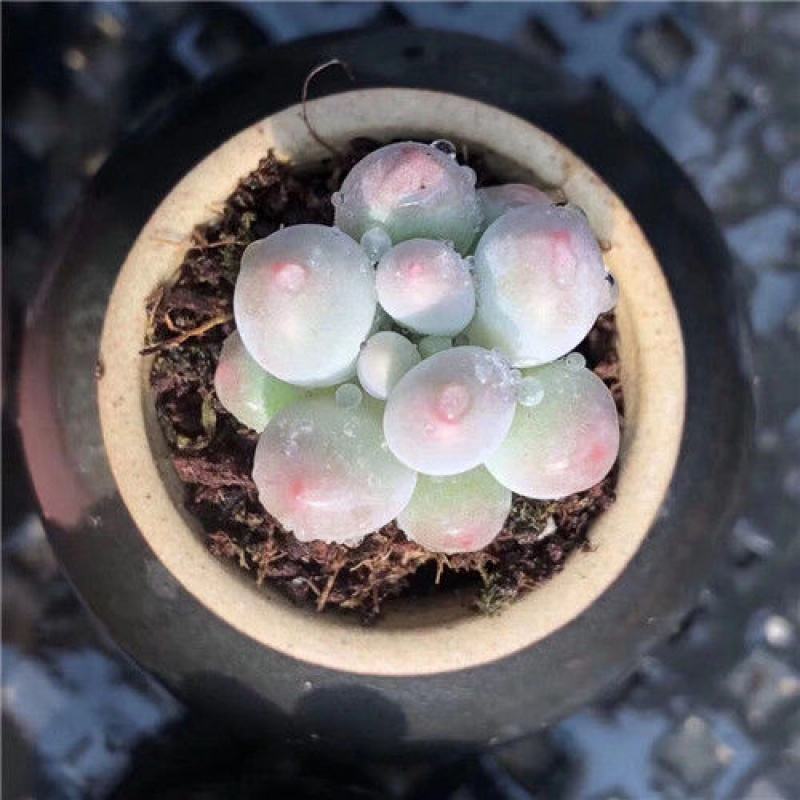 奶酪汤圆多肉怎么养,桃蛋奶酪汤圆的区别