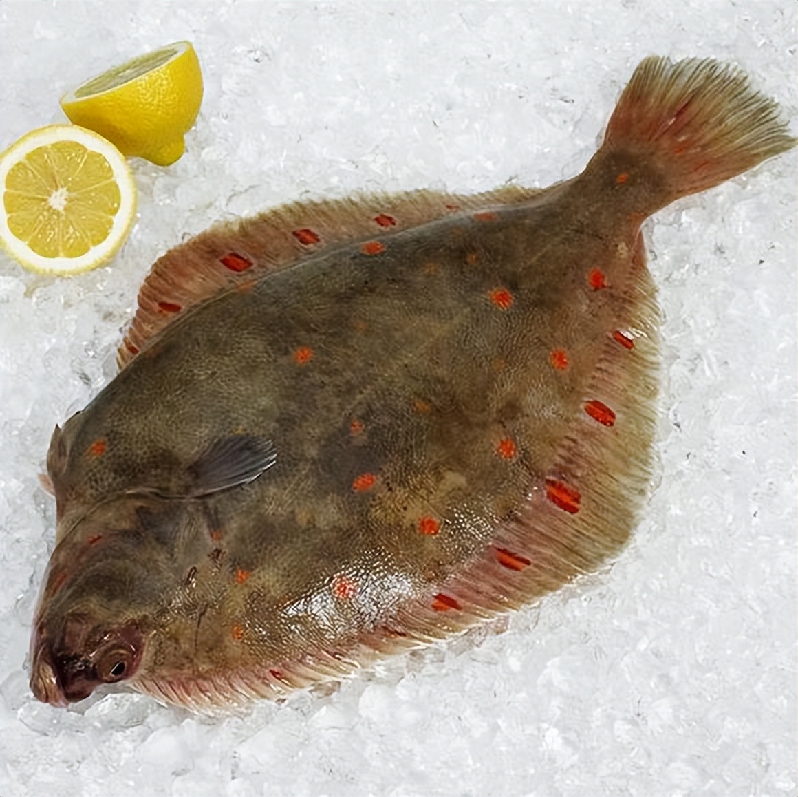 条斑星鲽工厂化养殖技术,星斑川鲽的营养价值