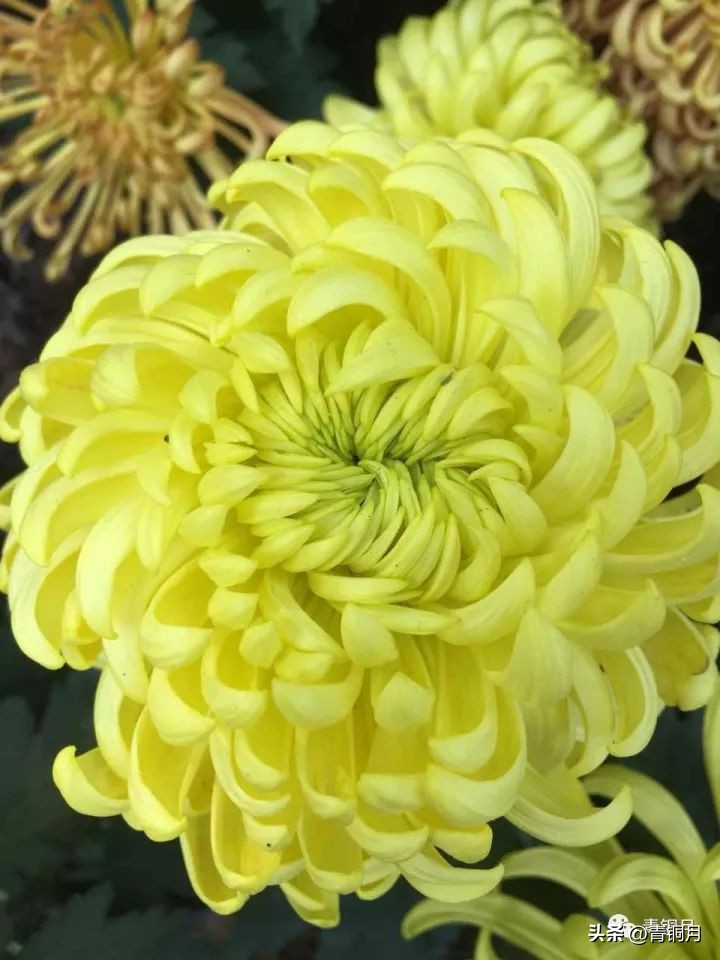 郭小川甘蔗林青纱帐原文赏析,郭小川青纱帐甘蔗林创作背景