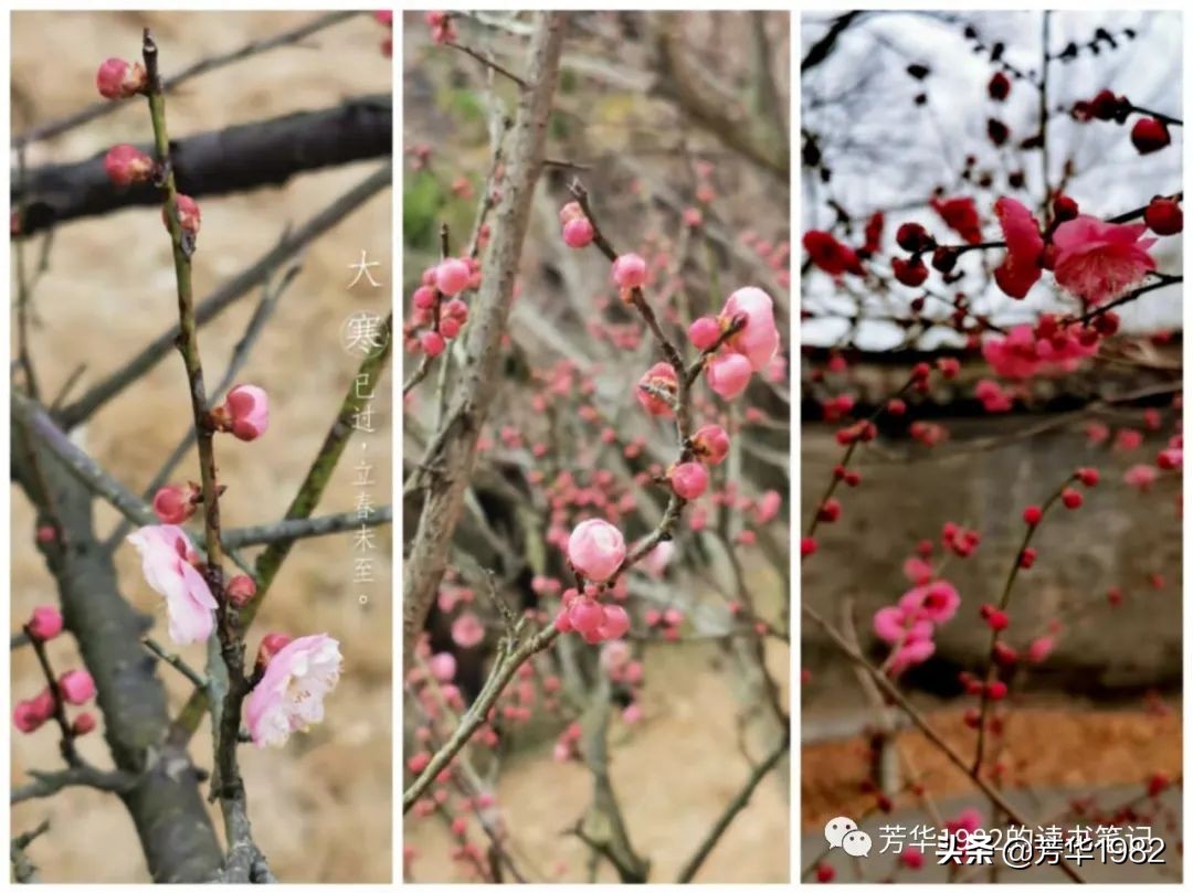 梅花图简介,历代名家梅花图