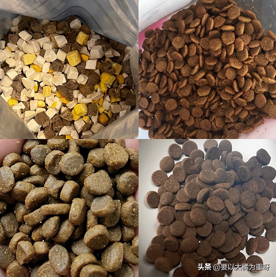 狗狗吃剩饭剩菜好还是吃狗粮好,狗喂剩菜饭好还是喂狗粮好