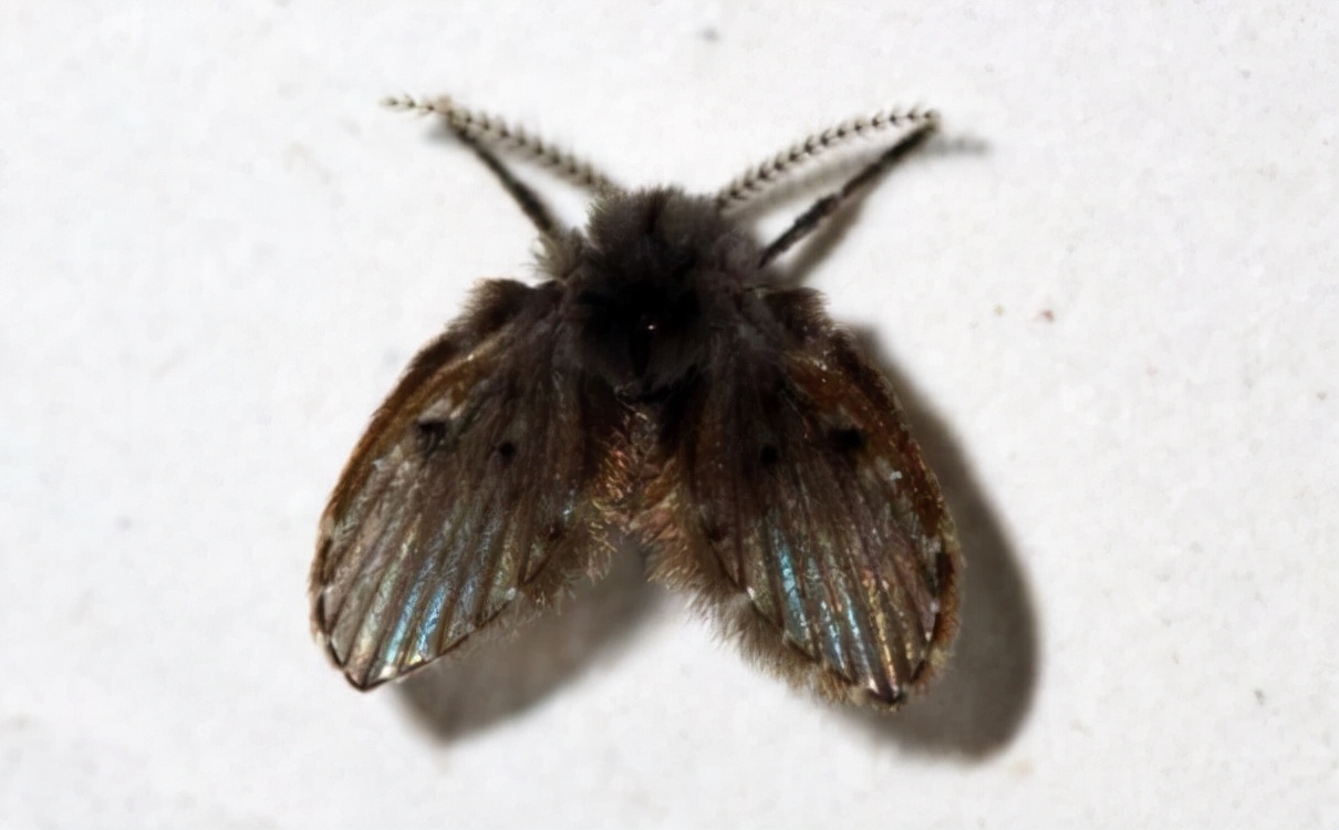 卫生间小飞虫的危害程度超乎你的想象,它究竟是啥?该如何消灭?