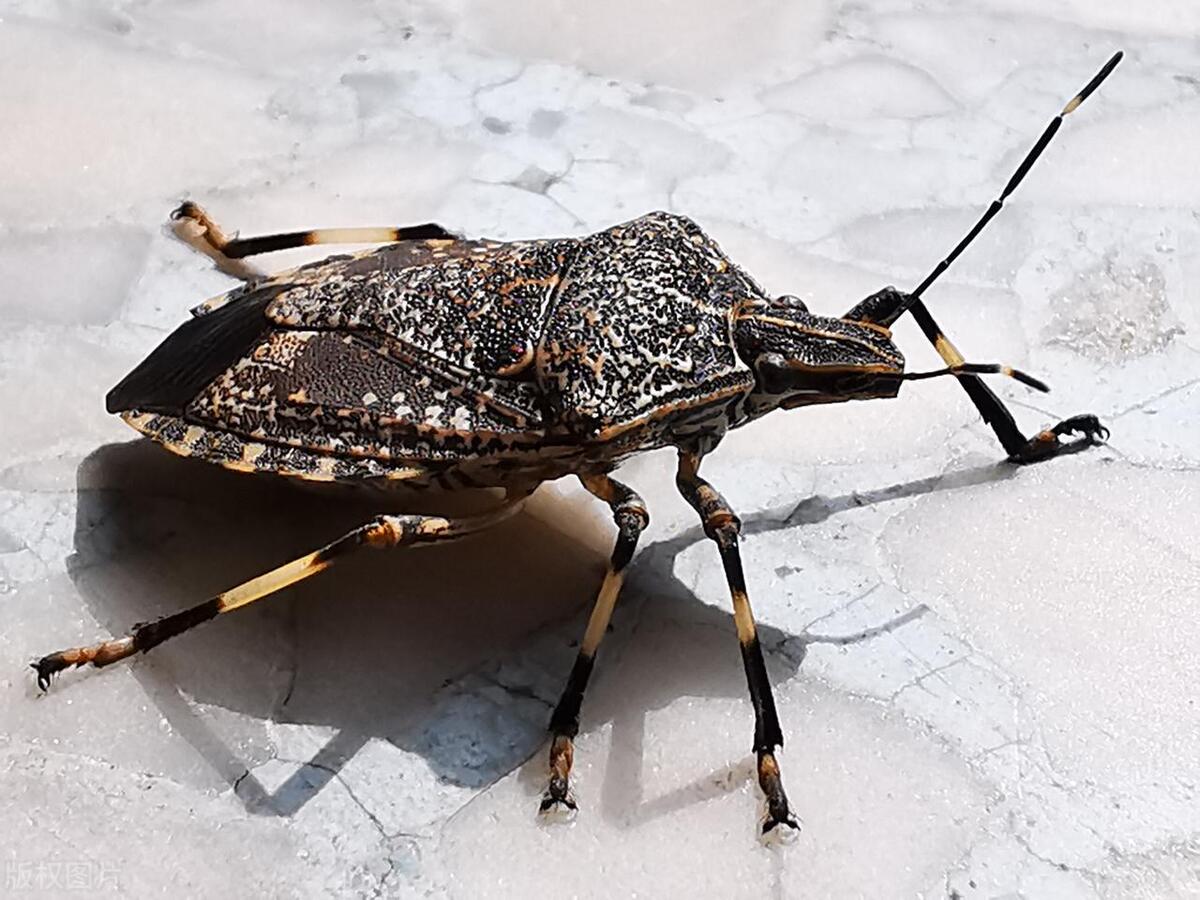 打屁虫的屁喷在皮肤上怎么办,打屁虫灼伤皮肤怎么办