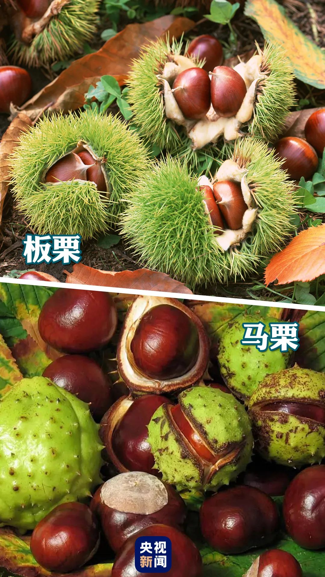 二十种最毒的章鱼千万别碰,怎么区分有毒章鱼