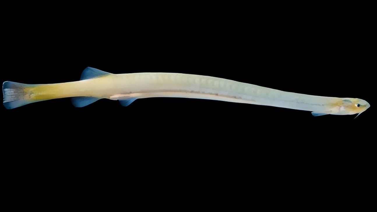 巴西惊现“吸血鬼鱼”！攻击人的隐私部位，将寄主吸食干净才离开