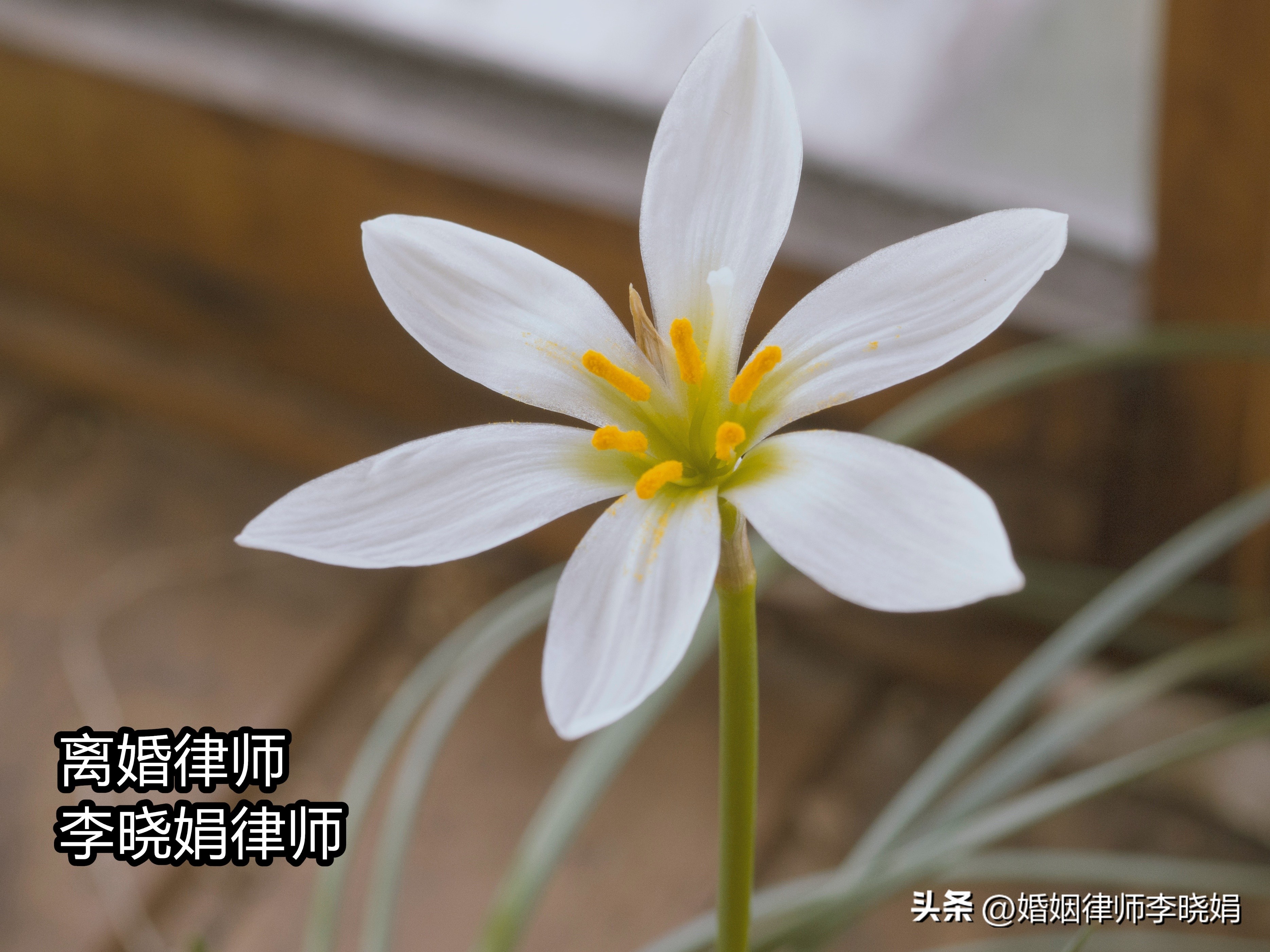 离婚律师办理离婚手续,离婚律师如何快速起诉离婚